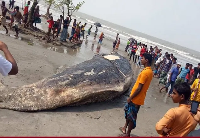 কুয়াকাটা সৈকতে ভেসে এলো মৃত তিমি 