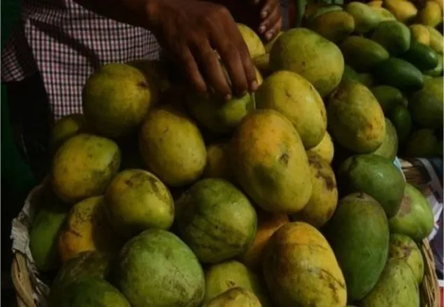 কোন মৌসুমে কোন আম পাকে?