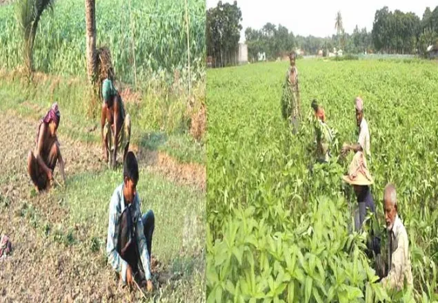 যশোরের শার্শায় পাট চাষে হতাশ কৃষকরা