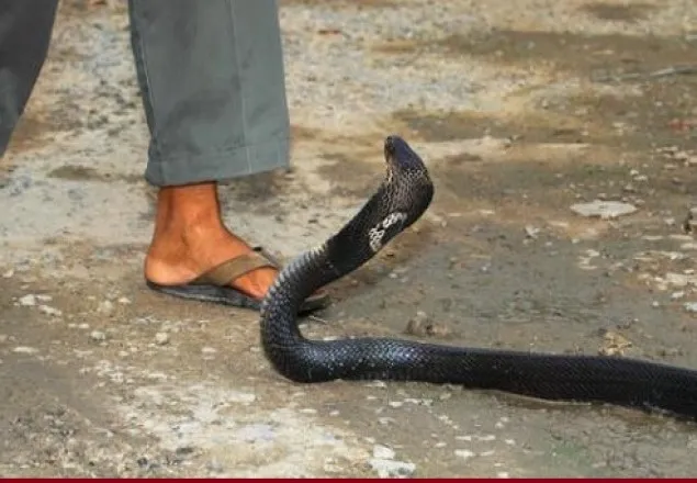 সাপের কামড়: কত ভয়ানক হুমকি?   