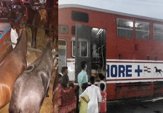 সেনাবাহিনীর প্রশিক্ষণে ভারত থেকে ১০টি ঘোড়া আমদানি
