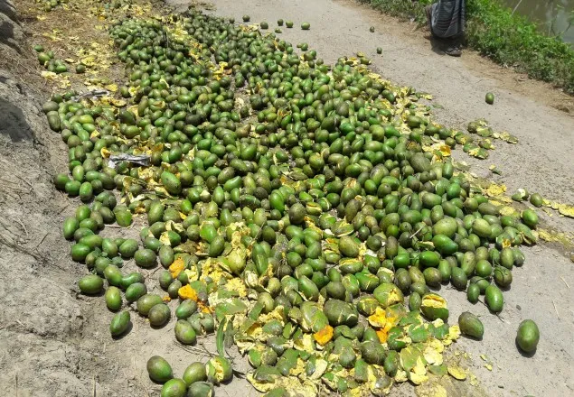 নড়াইলে কেমিক্যাল মিশ্রিত ৩০ মণ আম জব্দ