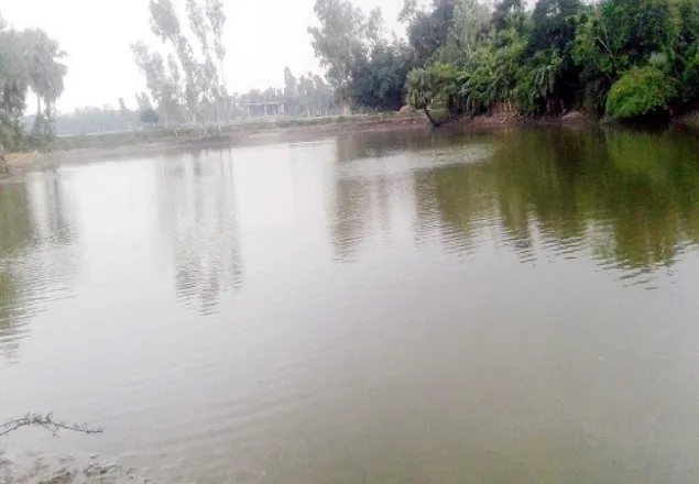 রাণীনগরে ৬ লক্ষ টাকার রেনু মাছ নষ্ট করেছে দুর্বৃত্তরা