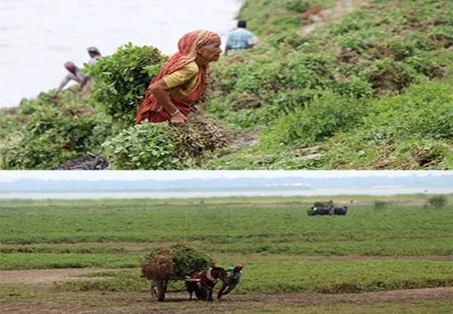 পাবনায় বাদামের বাম্পার ফলন
