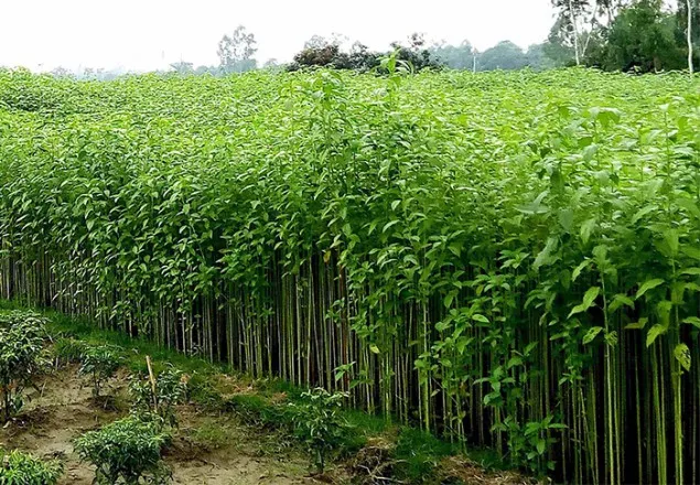 রাণীনগরে যৌবন হারিয়ে গেছে সোনালী আঁশ পাটের