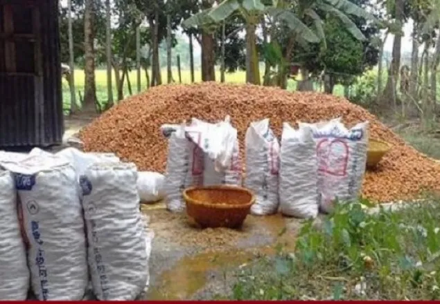ভোলায় কেমিক্যাল মিশ্রিত সুপারি জব্দ  