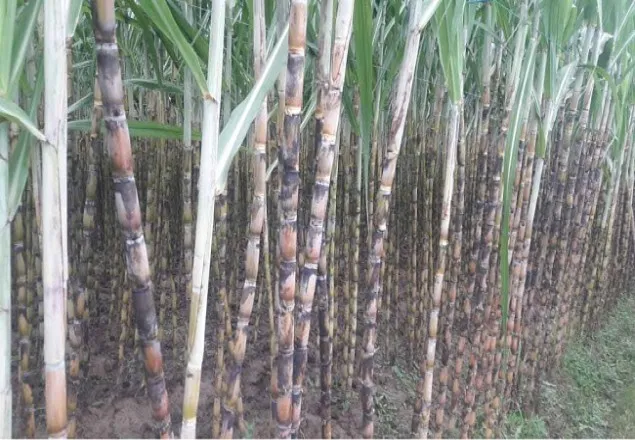 পুটখালিতে কৃষকের আখ চাষে সুদিন ফিরেছে