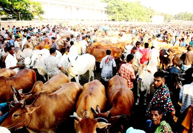 রাজধানীতে বসবে ২৩ পশুরহাট