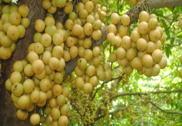 উচ্চ রক্তচাপ কমাতে লটকন খান