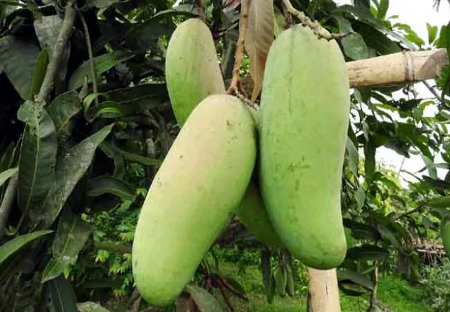 আম সম্পর্কে ১২টি তথ্য যা আপনার জানা নেই  