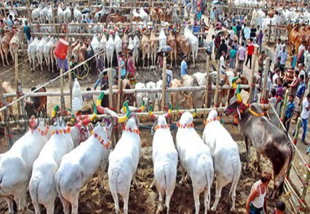 পশুর হাটে র‌্যাব-পুলিশের নিশ্ছিদ্র নিরাপত্তার পরিকল্পনা