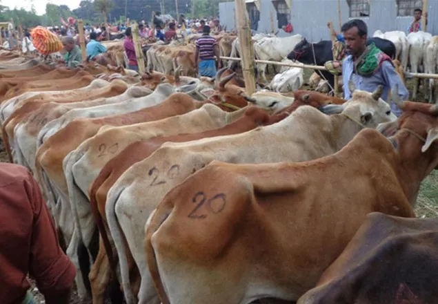 দেশে কুরবানি যোগ্য পশুর সংখ্যা ১ কোটি ১৬ লাখ