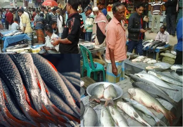চাষের রুই স্বাদ পাই না, মাছের খাদ্যে মুরগির বিষ্ঠা!
