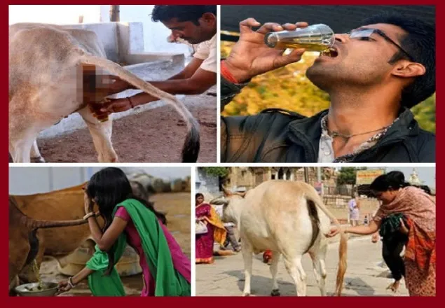 দুধের চেয়েও গোমূত্রের দাম বেশি ভারতে  