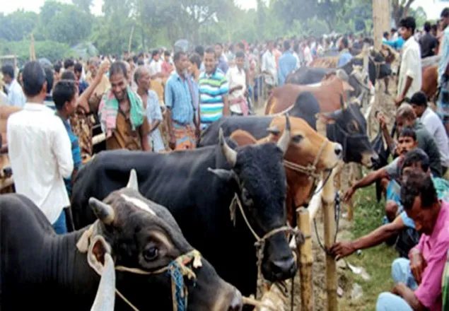 কোরবানির হাট যেন ‘অস্থির’ না হয়, ডিসিদের নির্দেশ
