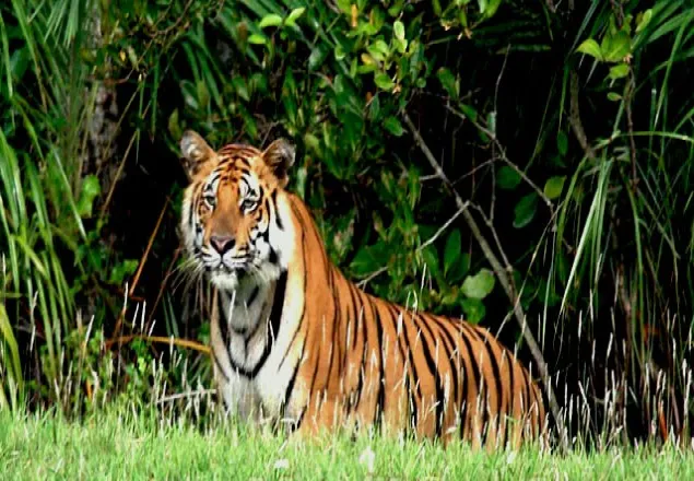 সুন্দরবনে ৩ মাস নিষিদ্ধ হচ্ছে পর্যটন