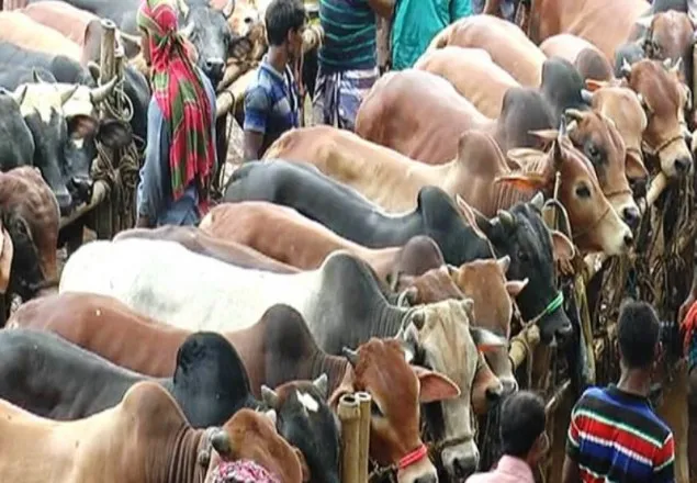 আশা জাগাচ্ছে দেশি গরু