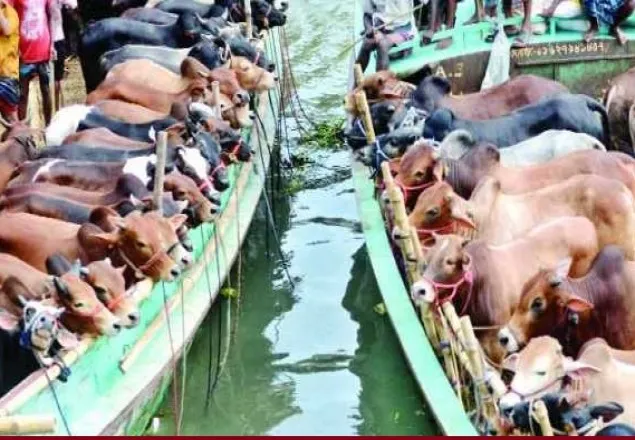 ৩১ গরু নিয়ে বুড়িগঙ্গায় ট্রলার ডুবি  