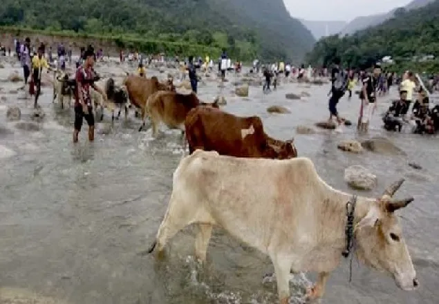 অবৈধ পথে আসছে ভারতীয় গরু