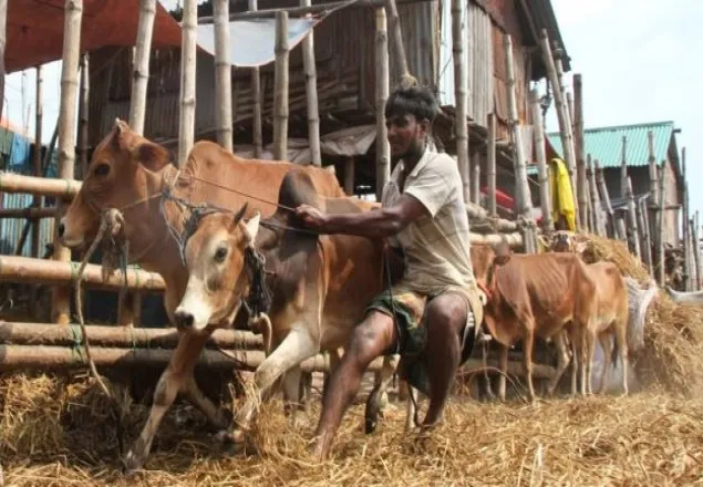 কোরবানির উপযুক্ত ও সুস্থ গরু যেভাবে চিনবেন