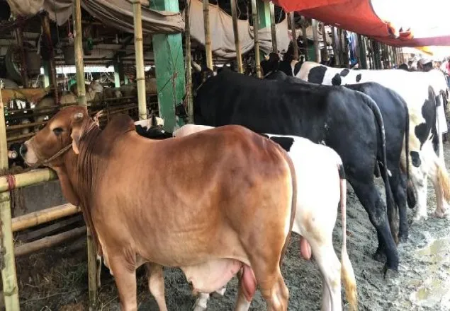 রাজধানীর পশুর হাট এবার আ.লীগের দখলে