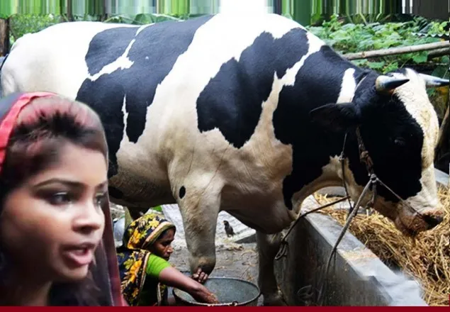 ঈদের দ্বিতীয় দিন কুরবানি হলো সেই ‘রাজাবাবু’ 