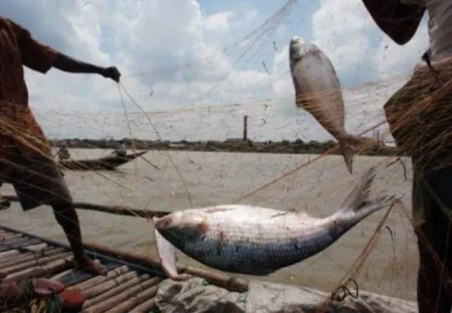 ৭ অক্টোবর থেকে নিষিদ্ধ হচ্ছে ইলিশ ধরা
