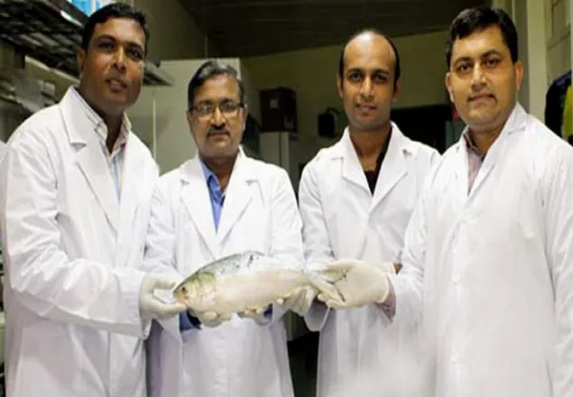 ইলিশের জীবন রহস্য উদ্ঘাটন