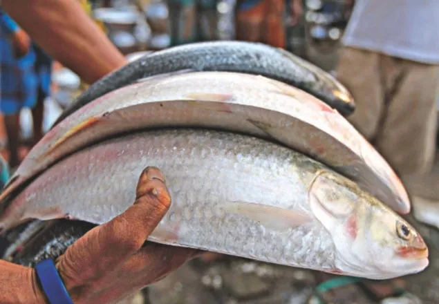 কেজির ইলিশ ১৬০০ টাকা!