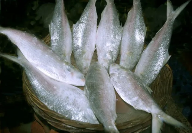 আজ থেকে ২২ দিন ইলিশ ধরা নিষিদ্ধ