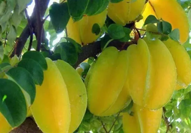 কামরাঙা ক্যানসার প্রতিরোধ করে!