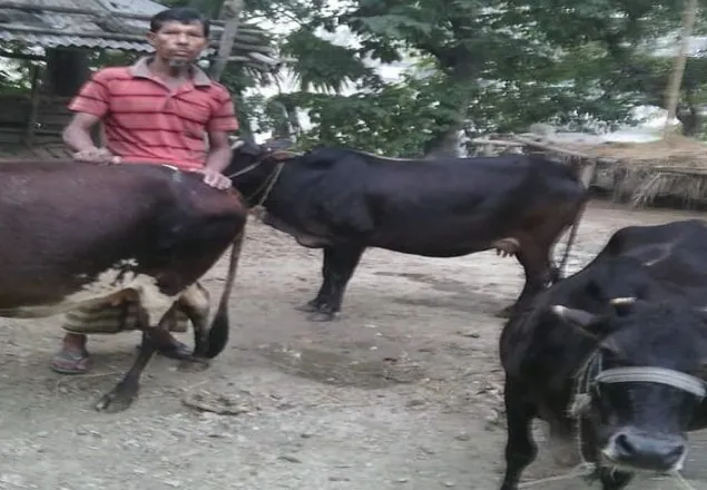 সরকারি চাকরি ছেড়ে গরুর ব্যাবসা করে সফলতা অর্জন
