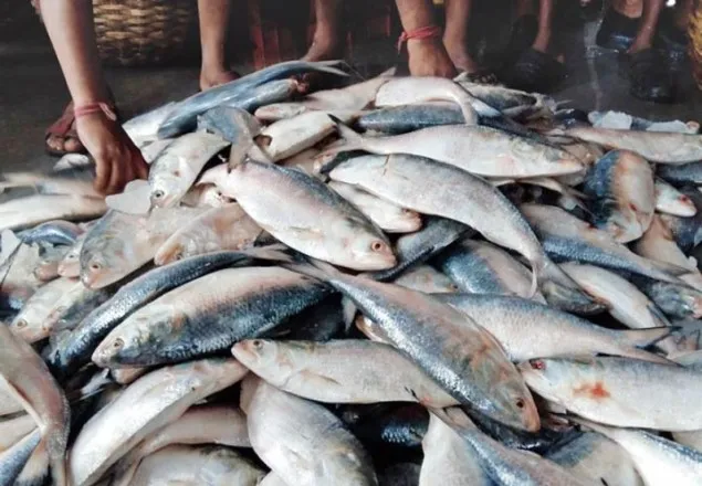 মধ্যরাত থেকে ধরা যাবে ইলিশ