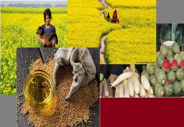 সরিষার তেল যে ভালো অ্যান্টিবায়োটিক?