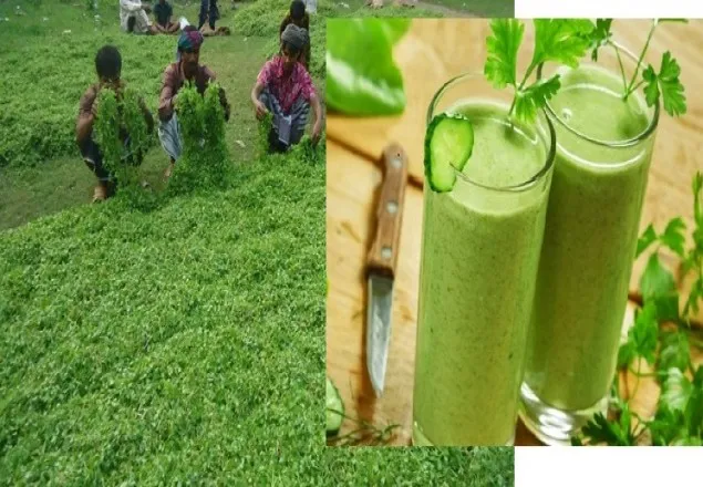 পাঁচ টাকায় কিডনি পরিষ্কার