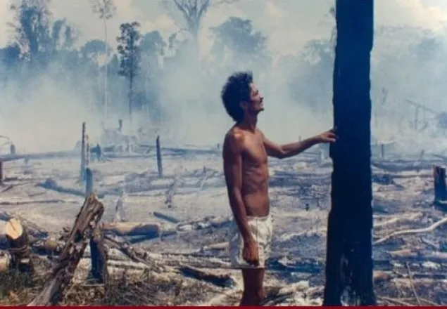 বিপর্যয়ে পৃথিবীর ‘ফুসফুস’