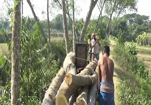 সরকারি গাছ কেটে বিক্রি করলেন আ’লীগ নেতা