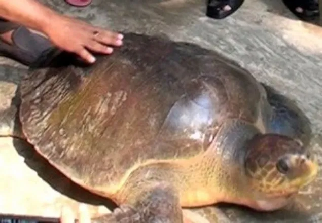 জেলেদের জালে ৪৭ কেজি ওজনের কচ্ছপ