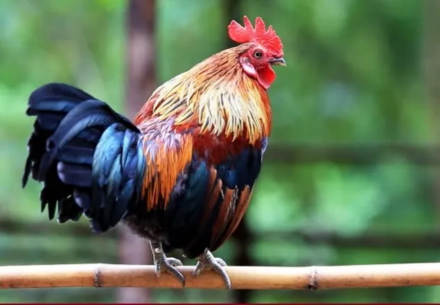 ‘মুরগির দুনিয়া’