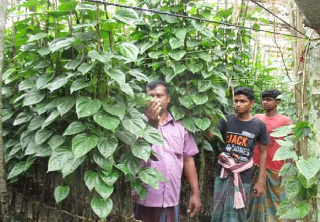  ঝিনাইদহ জেলায় পানের বাম্পার ফলন