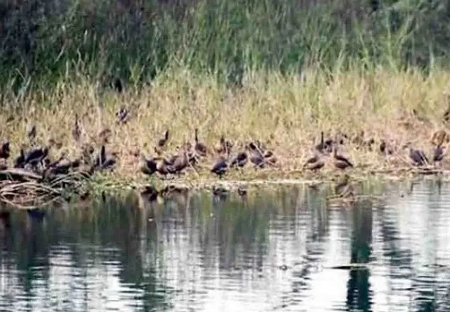 যশোরে শার্শার পদ্মবিল এখন দেশি বিদেশি পাখির অভয়াশ্রম