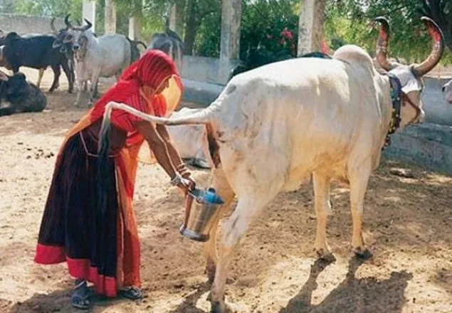 মাসে ১০ হাজার লিটার গোমূত্র বিক্রি হয় পশ্চিমবঙ্গে!