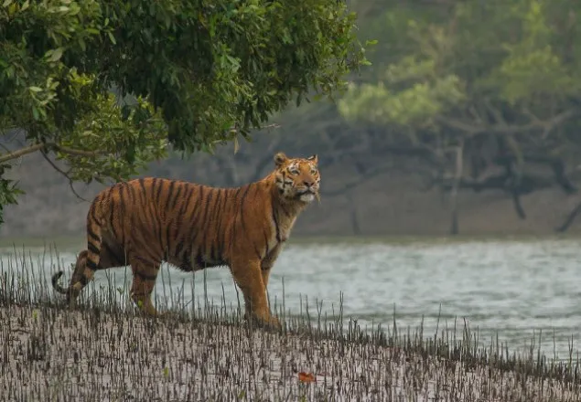 ৫০ বছরের মধ্যে সুন্দরবনের বাঘ বিলুপ্ত হতে পারে