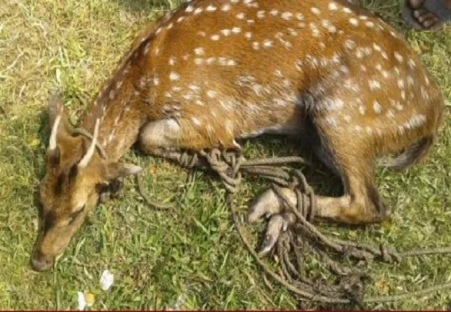 ভোলার তজুমদ্দিনে একটি বলগা হরিণ উদ্ধার 