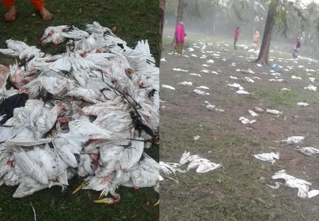 নড়াইলে শিলা বৃষ্টিতে কয়েক হাজার পাখির মৃত্যু