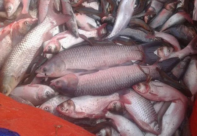 রাণীনগরে বিষ প্রয়োগ করে ৬ লাখ টাকার মাছ নিধন