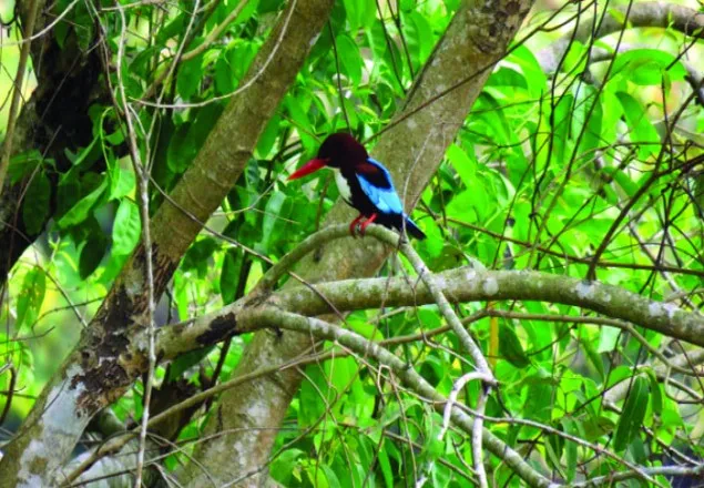 স্বাধীনতা দিবসে মুক্ত হলো ১১ বন্যপ্রাণী