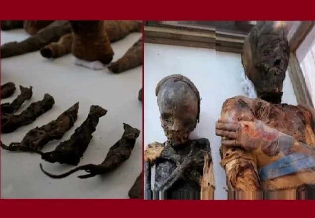 মিশরে এবার মিলল ২ হাজার বছরের পুরনো ইঁদুরের মমি 