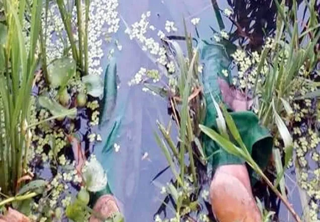 ধানক্ষেতে গৃহবধূর লাশ