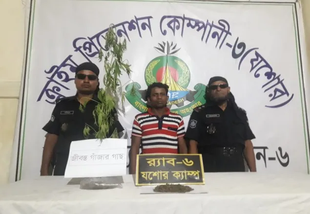 বেনাপোল র‌্যাবের অভিযানে গাঁজা ও গাছসহ আটক ১